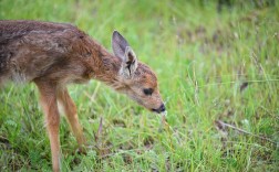 动物繁育新技术有哪些核心突破？