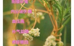 菟丝子药理研究进展有哪些新突破？