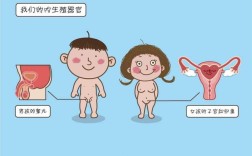 从性教育到幼儿健康教育