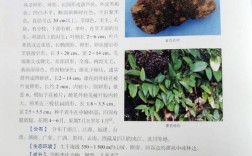 新奇特农产品有哪些参考文献值得参考？