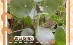 香菇草研究有哪些关键发现？