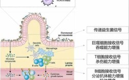 肠道微生态的研究策略