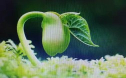 绿色教育年度计划小班如何制定？