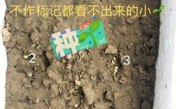 黄瓜发芽的关键影响因素有哪些？