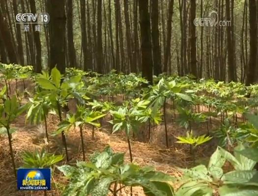 陕西绿色发展力如何？-图1