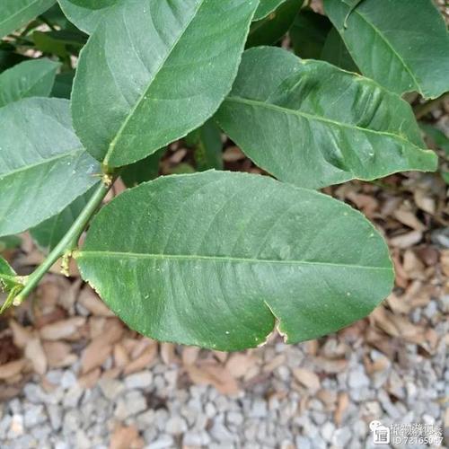 芦丁国外研究现状如何?-图3 芦丁国外研究现状如何?-图3