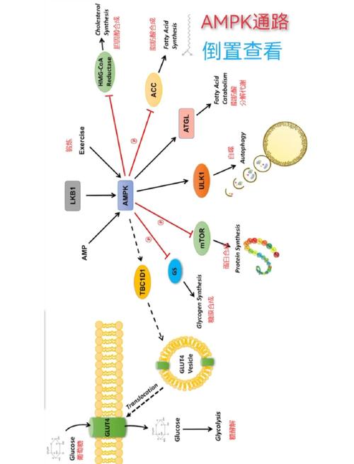 信号通路作用机制如何调控细胞生命活动？-图2