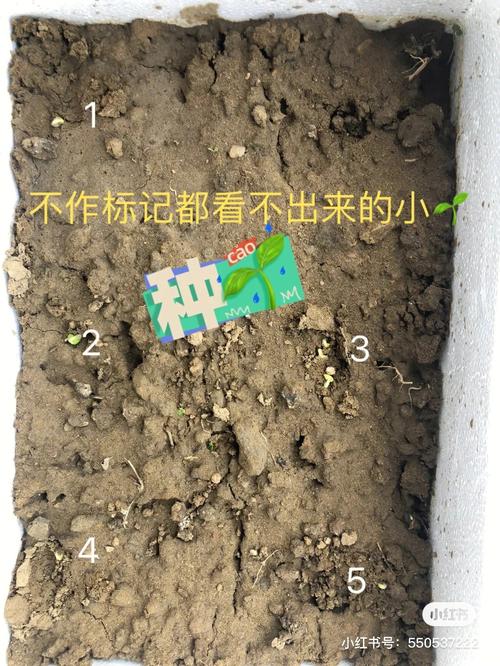 黄瓜发芽的关键影响因素有哪些？-图1