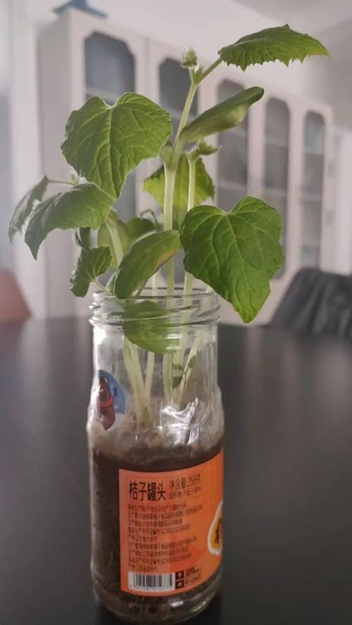 黄瓜发芽的关键影响因素有哪些？-图2