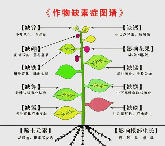 植物营养与肥料研究现状如何?-图1 植物营养与肥料研究现状如何?-图1