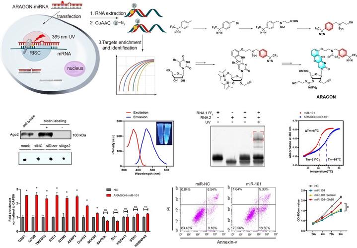 国际药学研究杂质因子有何关键作用？-图2