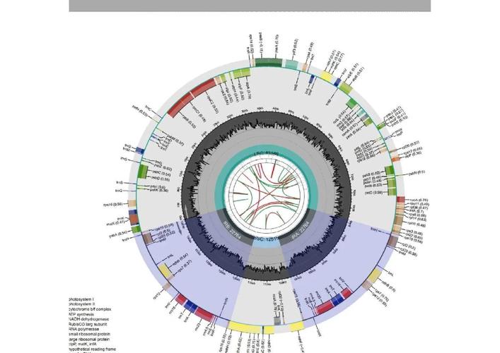 植物线粒体研究现状如何?未来方向有哪些?-图3 植物线粒体研究现状如何?未来方向有哪些?-图3