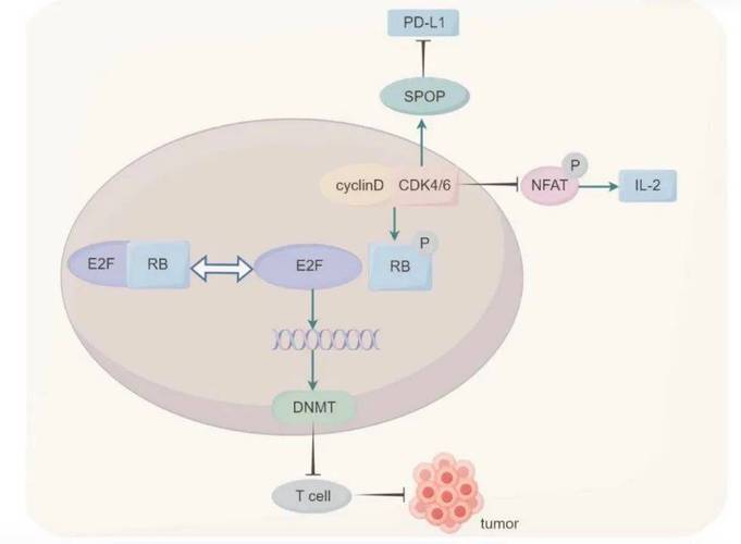 肿瘤的耐药机制研究进展-图1 肿瘤的耐药机制研究进展-图1