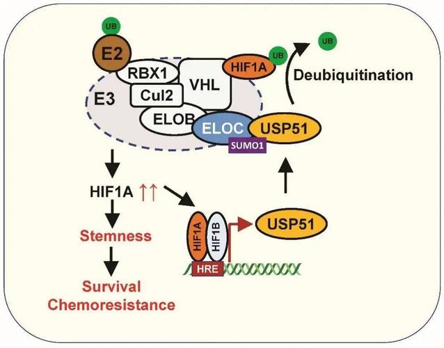 肿瘤的耐药机制研究进展-图2 肿瘤的耐药机制研究进展-图2