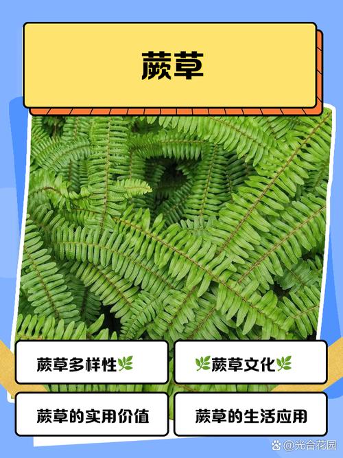 武陵山区蕨类植物研究-图2