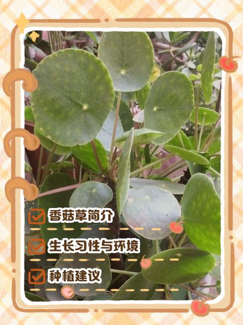 香菇草研究有哪些关键发现？-图1