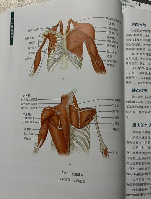 肌肉与体育舞蹈参考文献有哪些？-图2