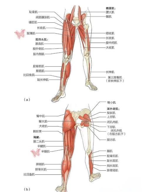 肌肉与体育舞蹈参考文献有哪些？-图3