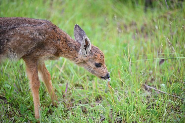 动物繁育新技术有哪些核心突破？-图1