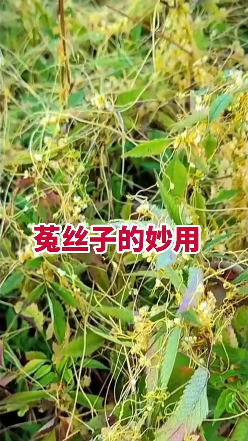 菟丝子药理研究进展有哪些新突破？-图3