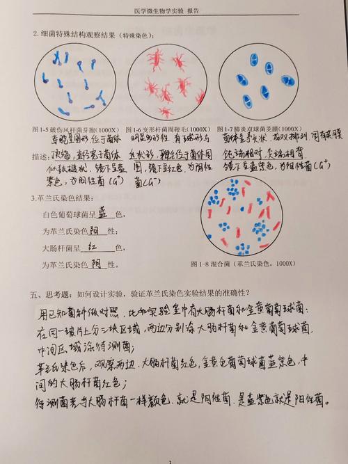 微生物学通报参考文献有哪些格式要求？-图2
