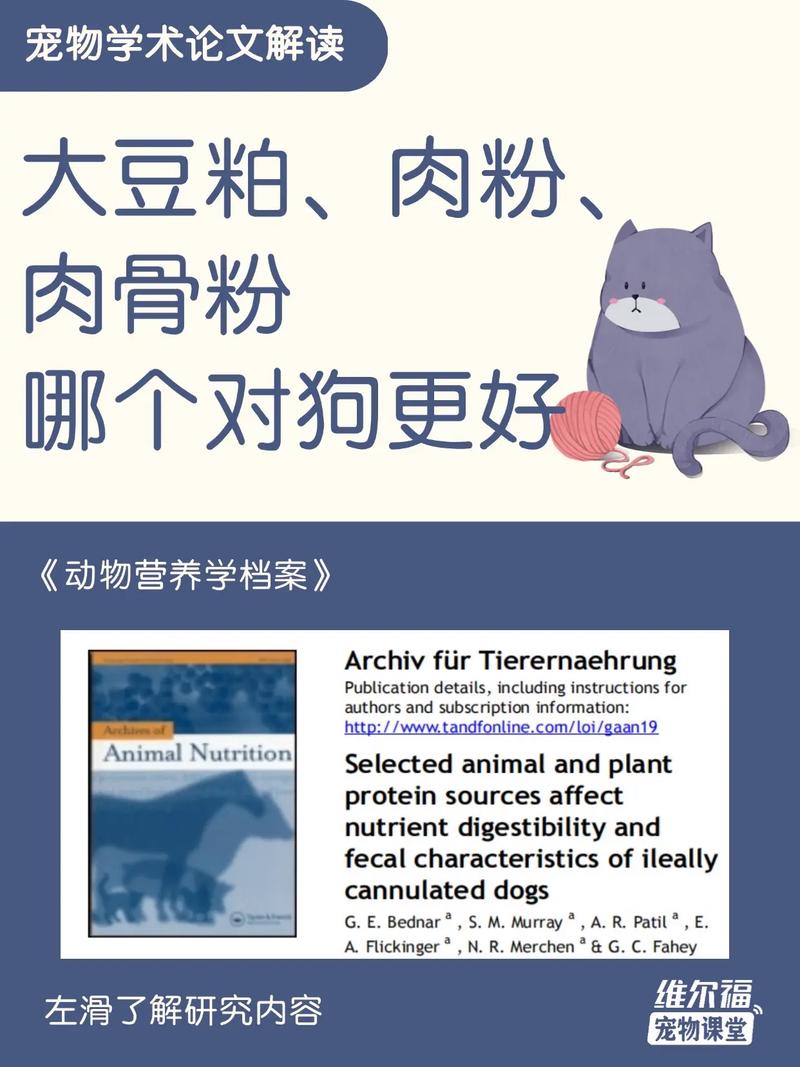 狗的电影论文研究聚焦哪些文化隐喻？-图3