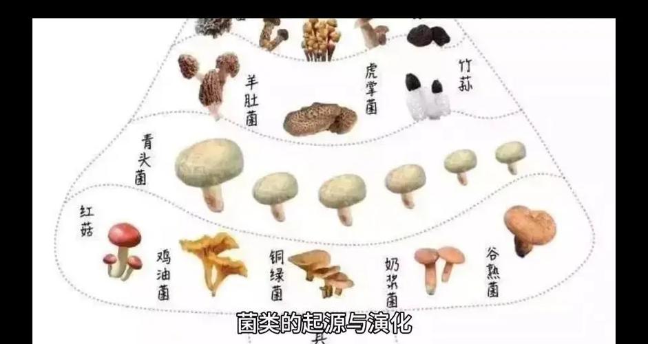 菌物研究所为何重要？-图3